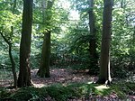 Landschaftsschutzgebiet Kohlflage Westerhausen Melle -Waldweg- Datei 1.jpg