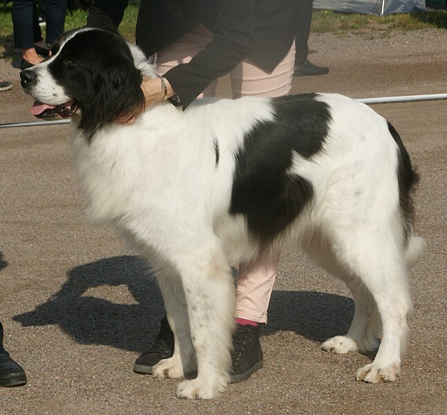 File:Landseer 2018.jpg