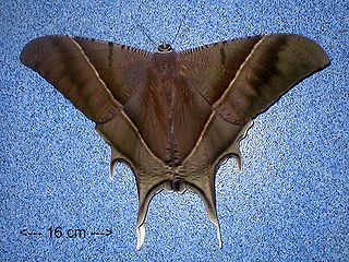 <i>Lyssa</i> (moth) Genus of moths