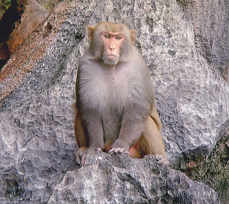 Tập_tin:Large_monkey_on_a_rock_Vietnam.jpg