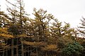 カラマツ Larix kaempferi