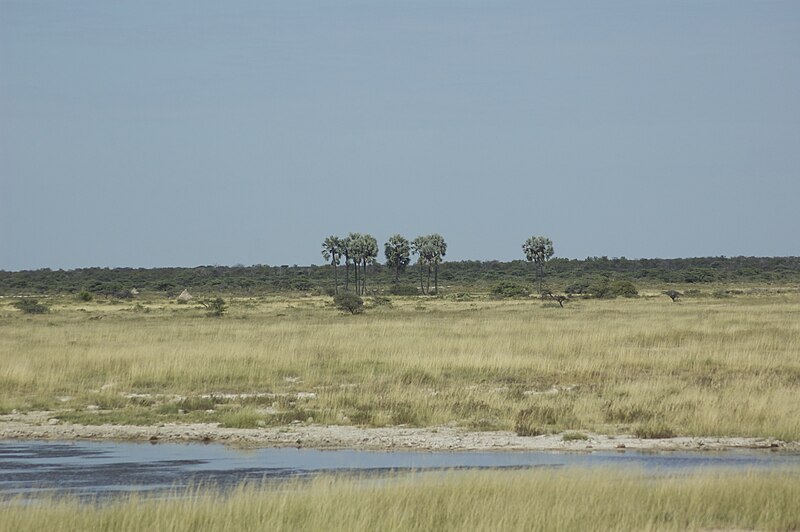 File:Le Pan d'Etosha 02.jpg