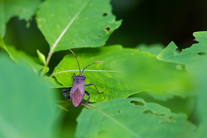 File:Leaf-footed bug (19059643512).jpg