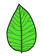 Leaf morphology - venation Hickey 1973 - craspedodromous simple.svg