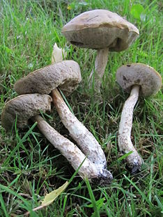 Leccinum schistophilum 177908.jpg