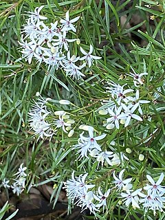 <i>Leionema praetermissum</i> Species of shrub