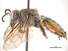 Leioproctus carinatifrons f.jpg