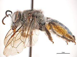<i>Leioproctus carinatifrons</i> Species of bee