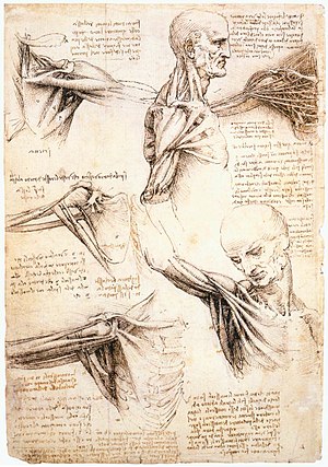 Leonardo da Vinci - Anatomical studies of the shoulder - WGA12824.jpg