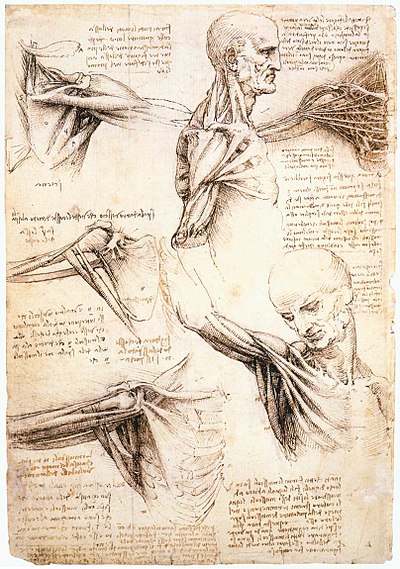 Anatomical studies of the shoulder by Leonardo da Vinci (ca.1510)