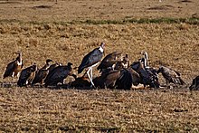 A Marabou stork and Griffon vultures (G. fulvus) scavenging in the Masai Mara, Kenya Leptoptilos crumeniferus and vultures -Masai Mara -Kenya-8.jpg