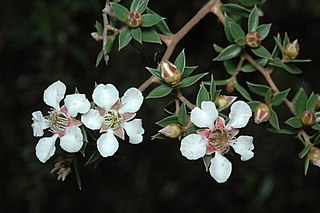 <i>Leptospermum petraeum</i> Species of flowering plant