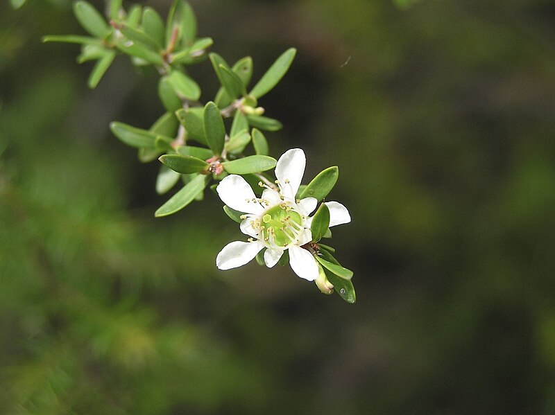 File:Leptospermum variabile.jpg