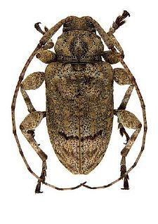 <i>Leptostylopsis terraecolor</i> Species of beetle