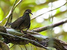 An olive-backed quail-dove in the wild Leptotrygon veraguensis, Selva Verde, Costa Rica.jpg