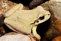 Litoria lesueuri