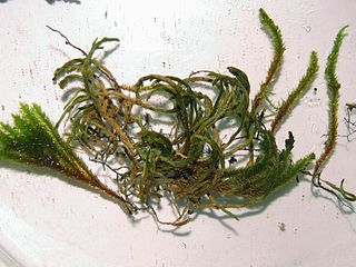 <i>Leucodon sciuroides</i> Species of moss