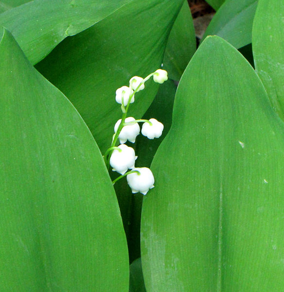 File:Lily-of-the-valley.jpg