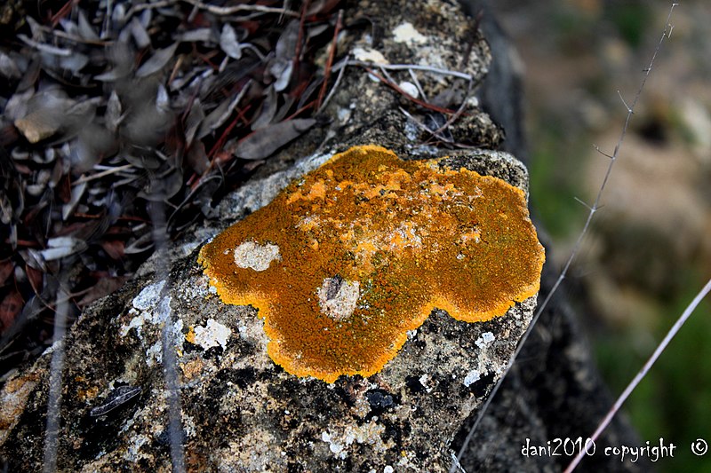 File:Liquen en toda regla - panoramio.jpg