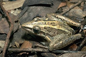 Rocket tree frog (Litoria nasuta)