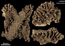 Lobophytum meandriforme (MNHN-IK-2015-2035) 002.jpeg