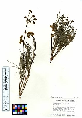 Lomatium caruifolium, herbarium evidence