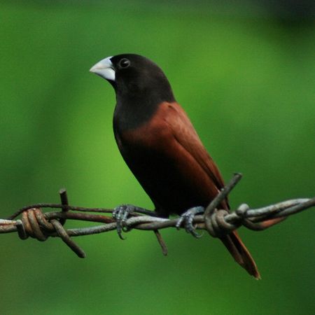 Lonchura atricapilla jagori -Cebu-8-3c.jpg