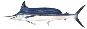 Thumbnail for Longbill spearfish