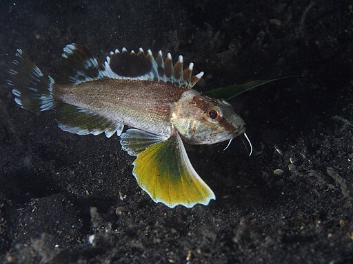 Longfin Waspfish (Apistus carinatus) (14409105561)