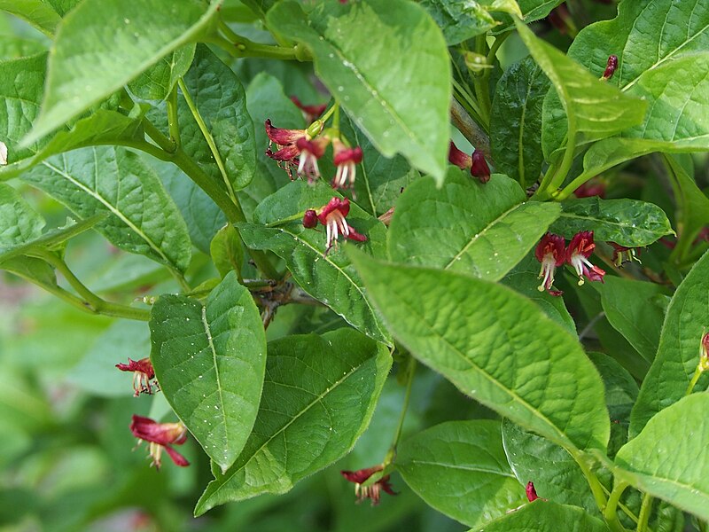 File:Lonicera alpigena Suchodrzew alpejski 2016-05-02 02.jpg