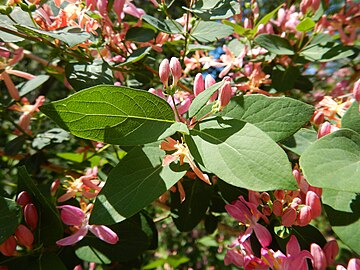 Lonicera tatarica - Tatarian honeysuckle - 51892967732.jpg