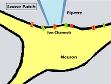 Loose patch clamp technique Loose Patch Clamp.png