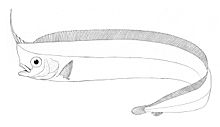 Lophotus capellei.jpg