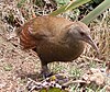 Lord Howe Woodhen.jpg