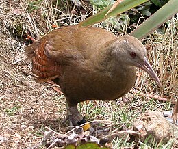 Miškinė veka  (Gallirallus sylvestris)