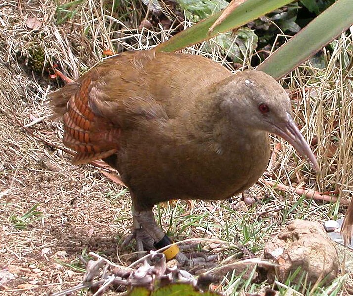 File:Lord Howe Woodhen.jpg