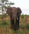 Afrikanischer Elefant (Loxodonta africana)