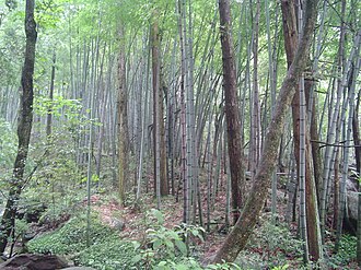 Bamboo forest in Lushan, China Lushan bamboo forest.jpg