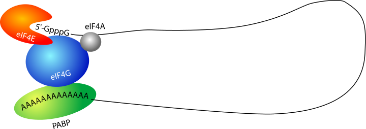 Structure en pseudo-cercle de l'ARNm, via l'interaction de la PABP, liée au poly(A), eIF4E, lié à la coiffe, et eIF4G
