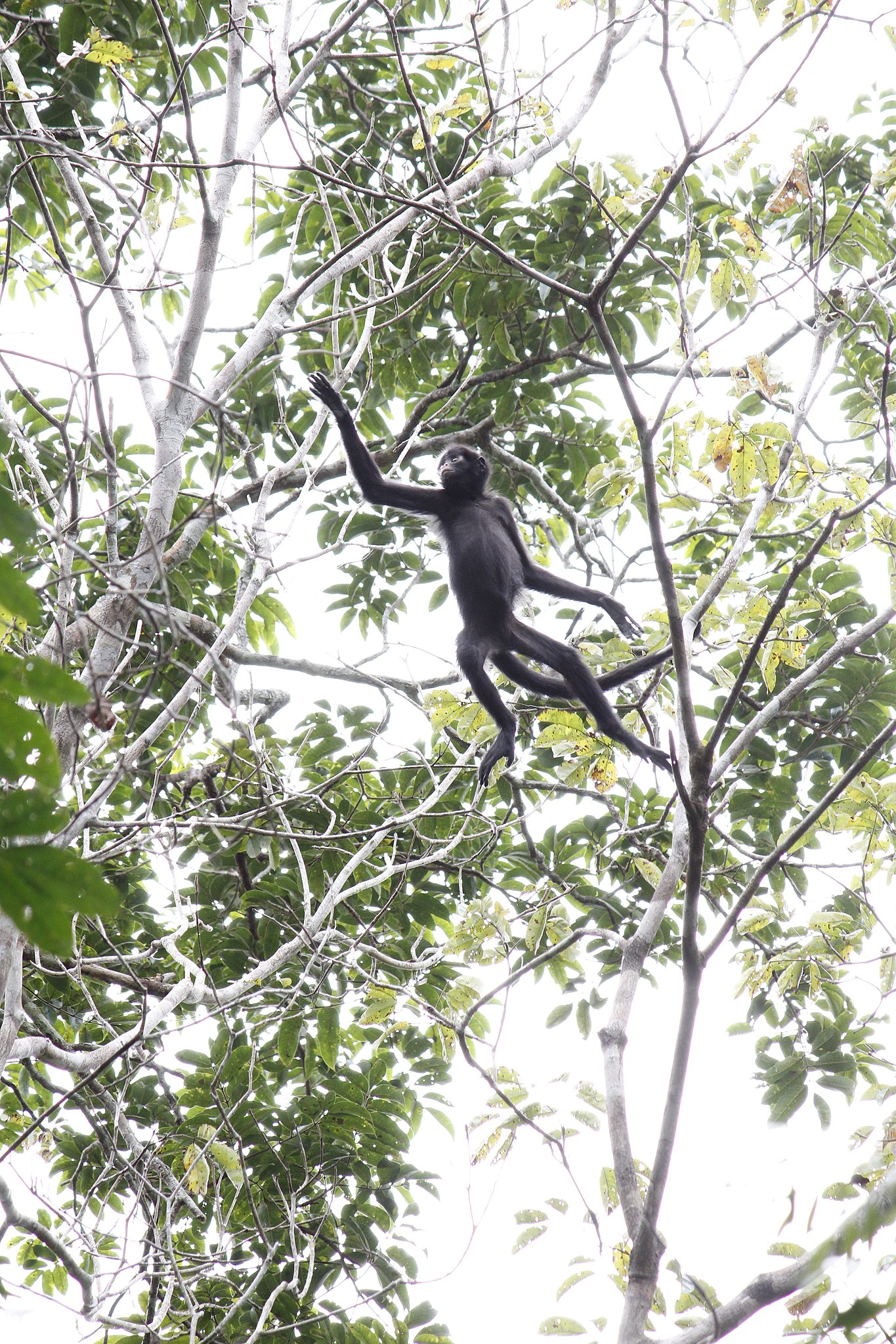 macaco-aranha – Fundação Ecológica Cristalino