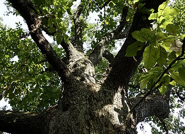 Magnolia acuminata tree.jpg