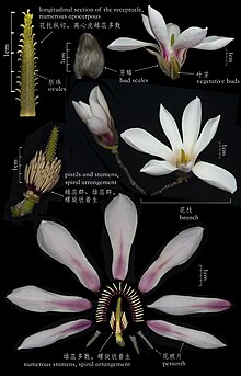 An anatomical diagram of the flower of Magnolia biondii. Magnolia biondii.jpg