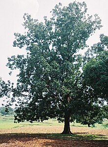 Arbre mahuwa à Chhattisgarh.jpg