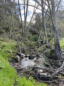 Wide Pool in Kaiser Creek shaded by budding Alder trees