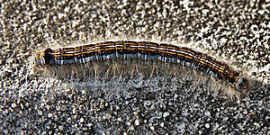 Malacosoma neustria caterpillar body.jpg
