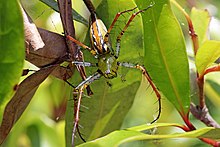 Malagasi hijau lynx spider (Peucetia madagascariensis) female.jpg