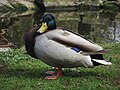 * Nomination Male Mallard Duck, Fota Island, Ireland --Jjm596 17:05, 2 April 2017 (UTC) * Decline IMO not sharp enough (look especially at its head), not a QI for me, sorry. --Basotxerri 20:06, 2 April 2017 (UTC)