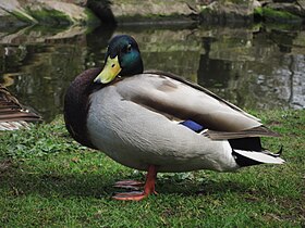 Fota Island, Co. Cork