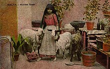 Maltese Goats (35382504571).jpg