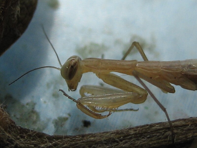 File:Mantis baby detail.JPG